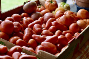 ripe tomatoes in window